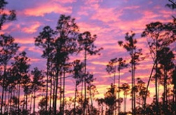 florida exotic hunting ranches