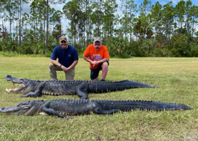 massive alligator hunt